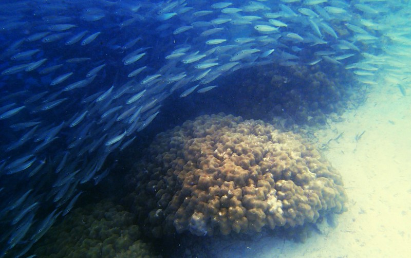 fish school around a rock